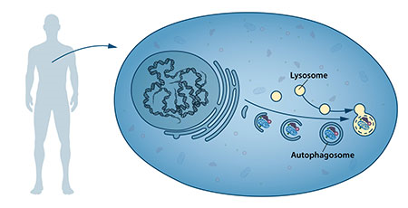 “自噬体”的新型囊泡。当自噬体形成时，它会包裹住某些细胞成分，比如那些被破坏的蛋白质和细胞器