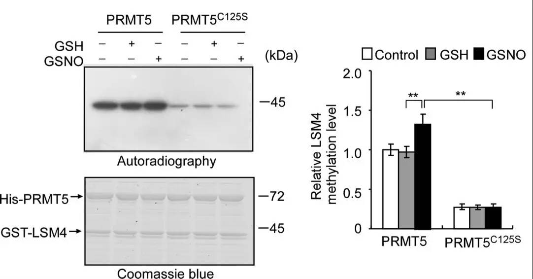 PRMT5第125位半胱氨酸的亚硝基化修饰增强其甲基转移酶的活性并介导其对NO的相应
