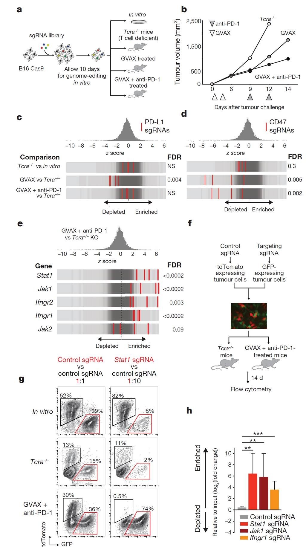 体内筛选策略发现癌细胞逃避免疫治疗的已知基因和潜在机制