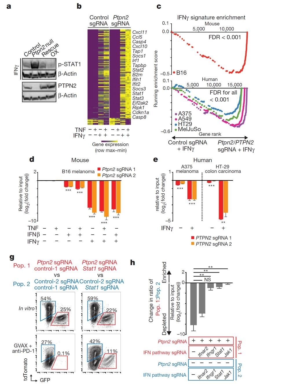 Ptpn2基因敲除使肿瘤细胞对干扰素通路更加敏感