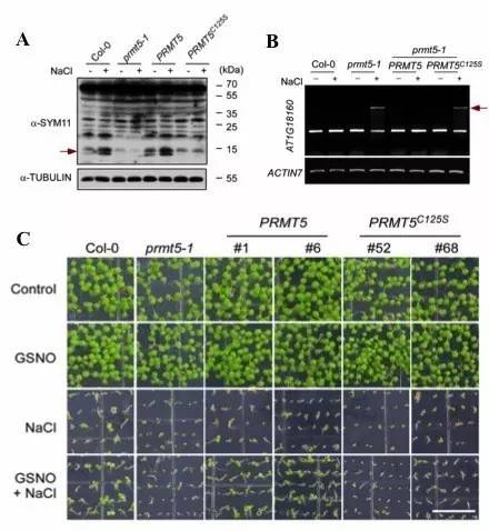 PRTM5的亚硝基化修饰调控胁迫反应与对NO的响应