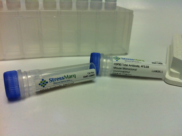 小鼠抗大鼠Nav1.8单克隆IgG2