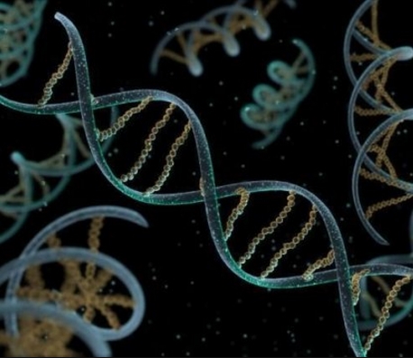 基因组DNA的提取